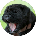bogdan P. profile picture