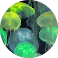 dinu R. profile picture